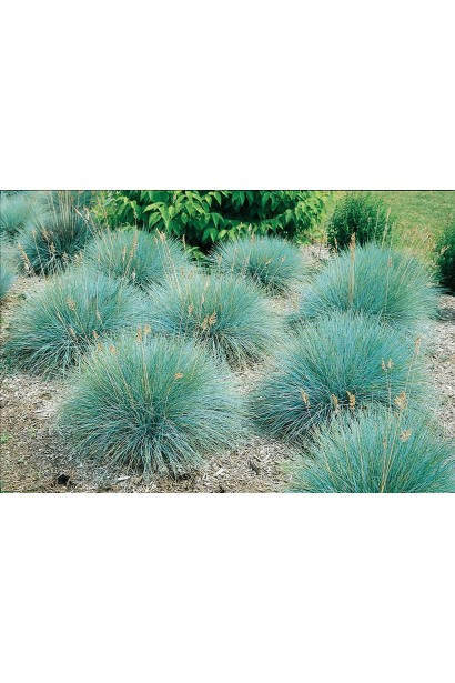 Вівсяниця блакитна/сиза Інтенсив Блю опис